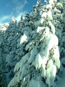 ImagenAlbergue Pájaro Loco 6