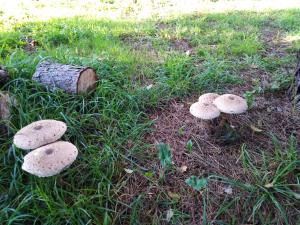 ImagenA casa de Felisa 6