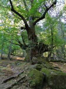 ImagenAmbroz y Plata 5