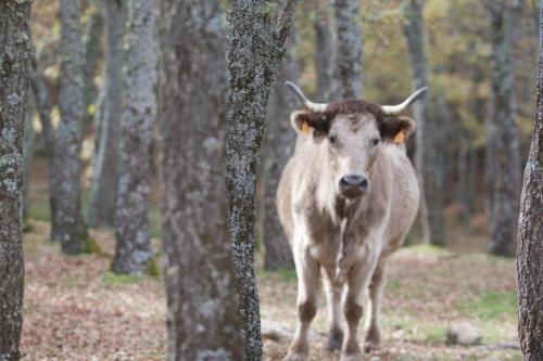 ImagenHostel El Lago, Caceres 1