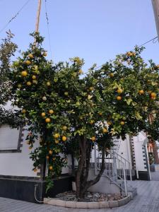 ImagenCasa Coqueta 8