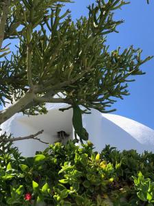 ImagenLa Almendra y El Gitano 6