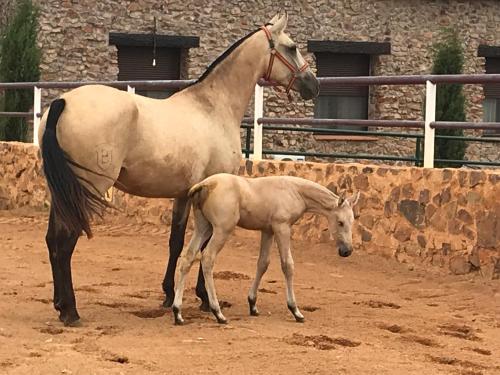 ImagenCasa Rural Yeguada Jimenez Latorre 2
