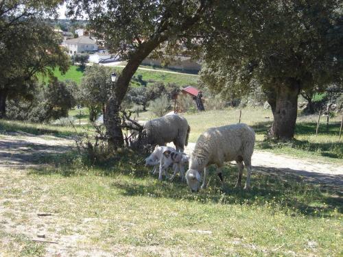 ImagenBungalows Las Majadas 2