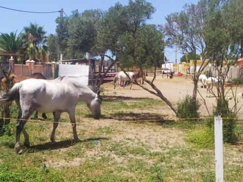 ImagenGranja america 2