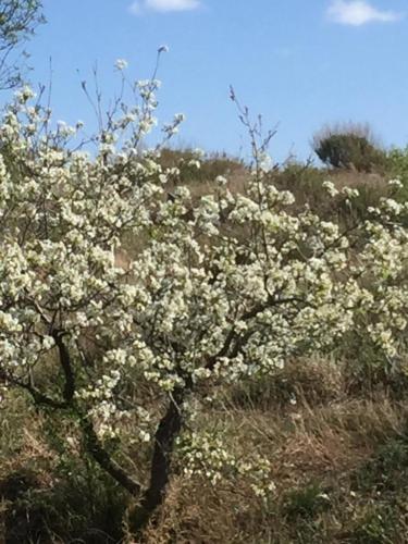 ImagenLas Persianas Azules 1