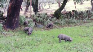 ImagenCasa Rural La Era 3 - Adults Only 5