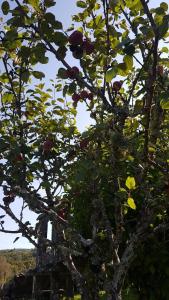 ImagenA Porteliña 4