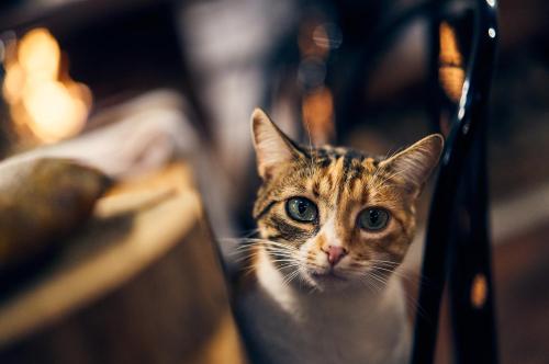 ImagenHotel Rural Cueva del Gato 1