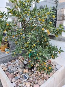 ImagenCasa Coqueta 10