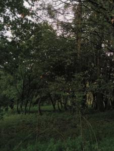 ImagenA Quinta Das Maceiras 6