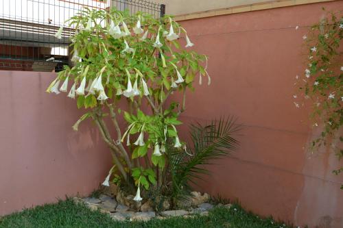 ImagenApartamento Molino de Viento 1