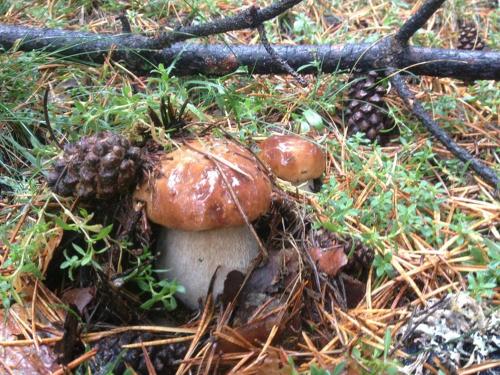 ImagenHotel Virginia R.H. 1