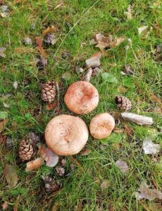 ImagenHotel Virginia R.H. 3