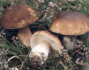 ImagenHotel Virginia R.H. 4