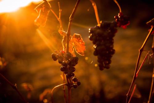 ImagenHospedería Señorío de Briñas 1