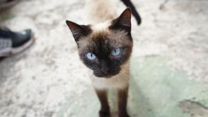 ImagenCamino Art House 5