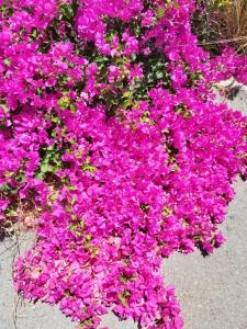 ImagenSun Club View Atlantic 7