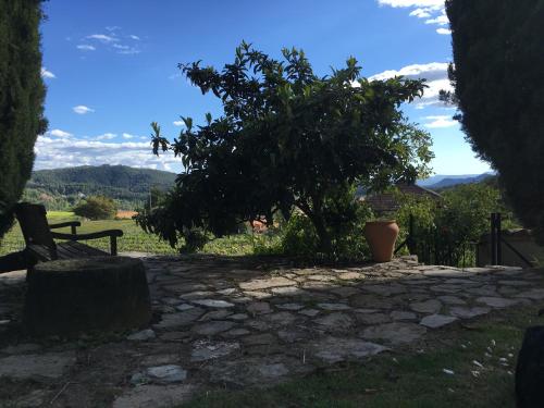 ImagenCeller Colltor 1