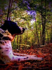 ImagenHotel Rio Escabas 5