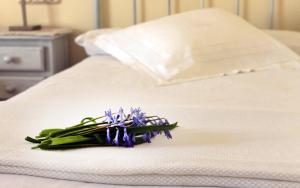 ImagenHotel Boutique Alicia Carolina 6