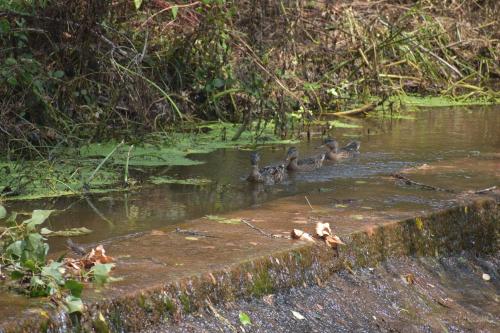 ImagenHotel Moli De La Torre 1