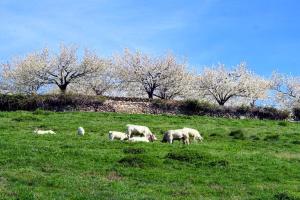 ImagenFinca El Carpintero 4