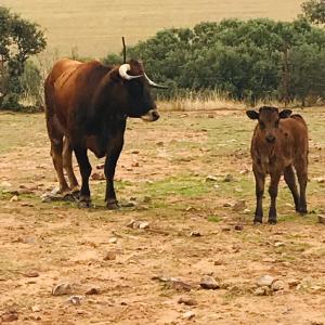 ImagenCasa Rural Yeguada Jimenez Latorre 3