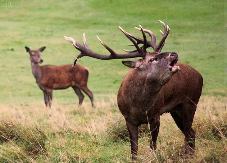 Hotel rural Puerta de Monfragüeimagen principal