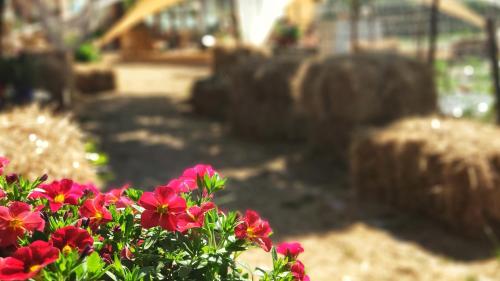 ImagenAugusta Eco Wellness Resort 2