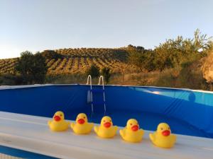 ImagenEl Asno Azul 6