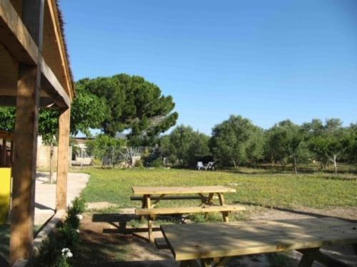 Imagenel Pi de la Selva 1