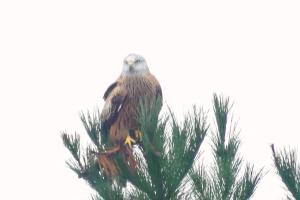 ImagenEn la colina 2 Montañealde 3