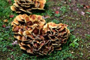 ImagenHostel El Lago, Caceres 4