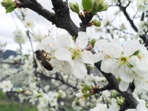 ImagenApartamentos Rurales Tierras de Granadilla 5