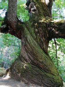 ImagenAmbroz y Plata 7