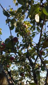 ImagenA Porteliña 3