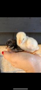 ImagenAgroturismo Anziola 6