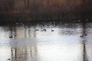 ImagenBardal de Huerta 5