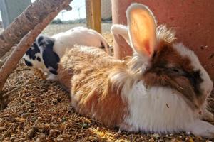 ImagenSummer House Tgn Rural 6