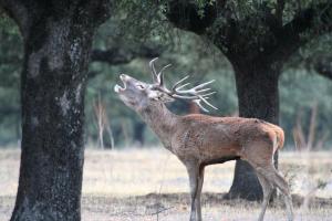 ImagenHotel rural Puerta de Monfragüe 5