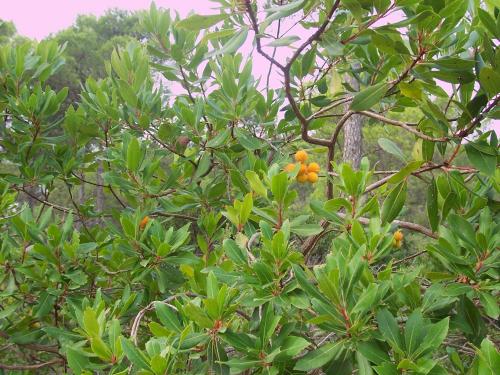 ImagenAljibe de Monastrell 1