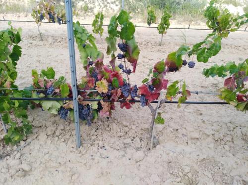 ImagenLos Trulls d´Auligué 1