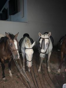 ImagenAlbergue turístico La Almazara 7