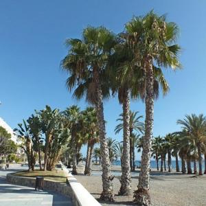 ImagenSunshine Apartment at Tropical Coast of Granada 6