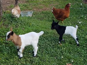 ImagenPosada Condado de la Mota 4