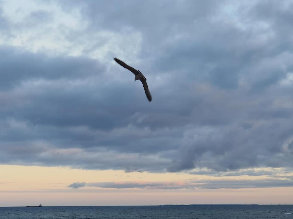 GITANILLA LUXURY CHIPIONAimagen principal