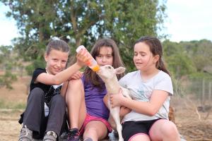 ImagenFinca Ses Cases Noves 6