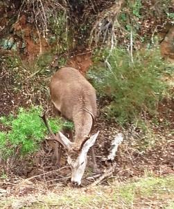 ImagenCasa Rural Peña Falcón 3