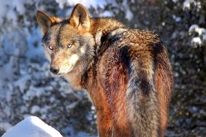 ImagenRoyo Guarde, junto al río Mundo 4